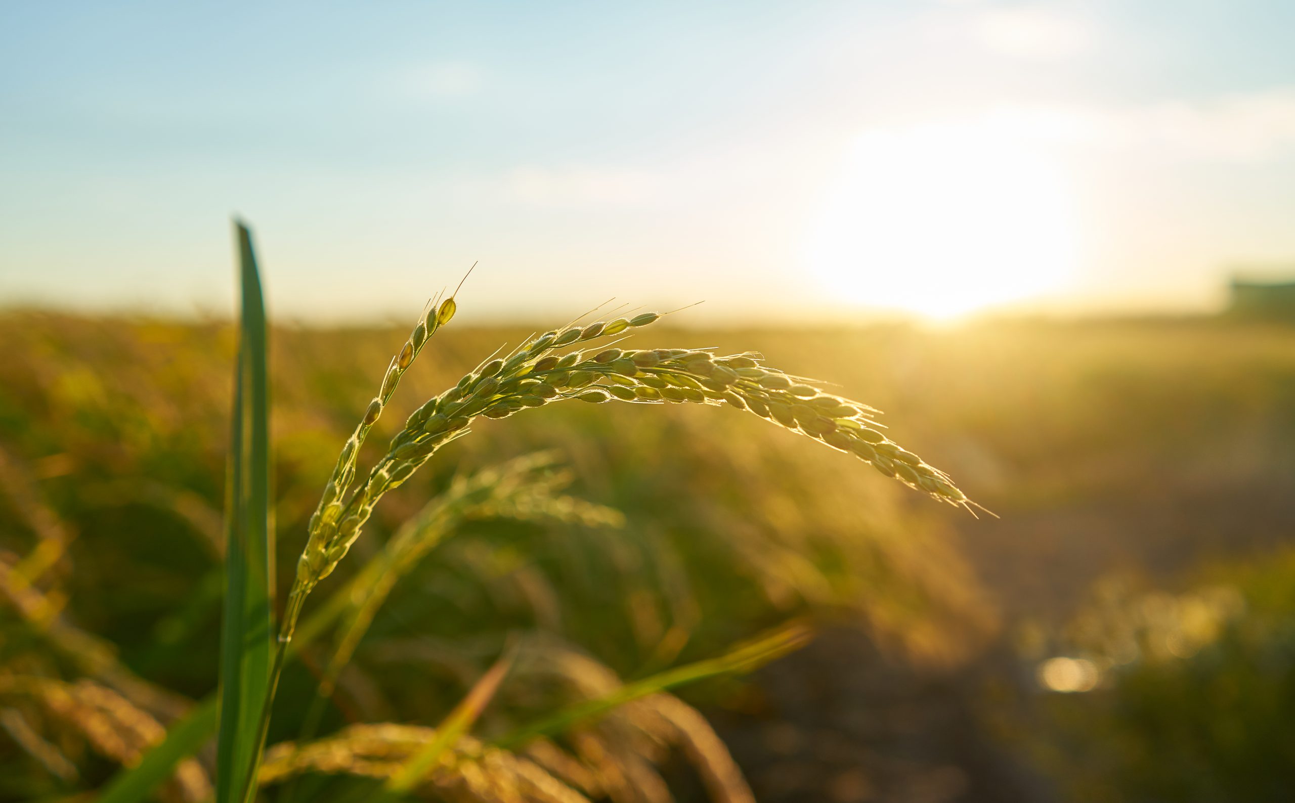 Rice crop in a field